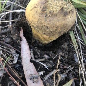 Pisolithus sp. at Belconnen, ACT - 14 Aug 2021