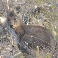 Osphranter robustus robustus (Eastern Wallaroo) at Tennent, ACT - 7 Jul 2021 by michaelb