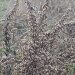 Artemisia verlotiorum (Chinese Mugwort) at Tennent, ACT - 7 Jul 2021 by MichaelBedingfield