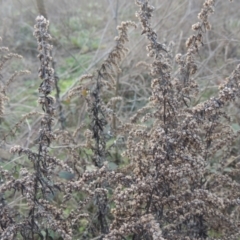 Artemisia verlotiorum at Tennent, ACT - 7 Jul 2021