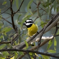Falcunculus frontatus (Eastern Shrike-tit) at Paddys River, ACT - 12 Aug 2021 by trevsci