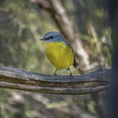 Eopsaltria australis (Eastern Yellow Robin) at Paddys River, ACT - 12 Aug 2021 by trevsci