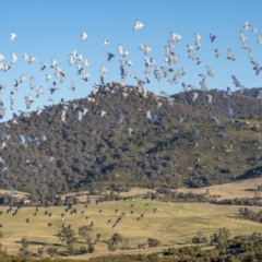 Cacatua galerita (Sulphur-crested Cockatoo) at Paddys River, ACT - 12 Aug 2021 by trevsci