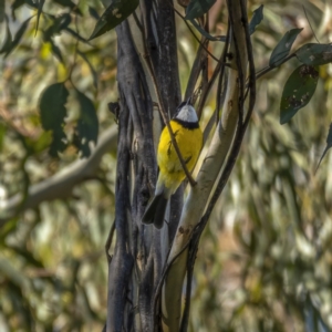 Pachycephala pectoralis at Paddys River, ACT - 12 Aug 2021