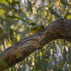 Pachycephala pectoralis at Paddys River, ACT - 12 Aug 2021