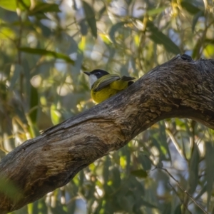 Pachycephala pectoralis at Paddys River, ACT - 12 Aug 2021