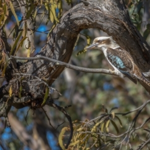 Dacelo novaeguineae at Paddys River, ACT - 12 Aug 2021