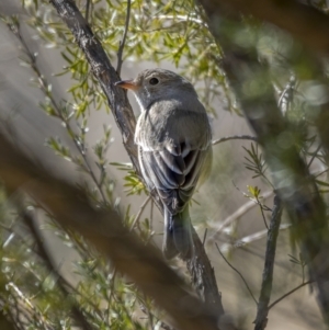 Pachycephala rufiventris at Paddys River, ACT - 12 Aug 2021