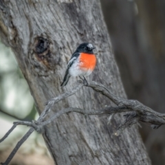 Petroica boodang (Scarlet Robin) at Paddys River, ACT - 12 Aug 2021 by trevsci