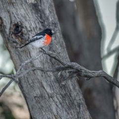 Petroica boodang at Paddys River, ACT - 12 Aug 2021