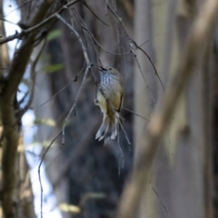 Acanthiza pusilla (Brown Thornbill) at Tidbinbilla Nature Reserve - 12 Aug 2021 by trevsci