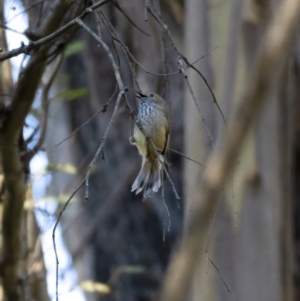 Acanthiza pusilla at Paddys River, ACT - 12 Aug 2021