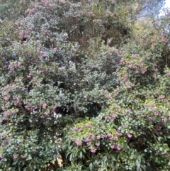 Syzygium smithii (Lilly Pilly) at Robertson, NSW - 17 Jul 2021 by KarenG
