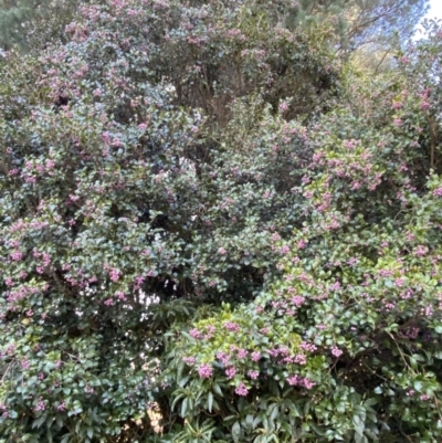 Syzygium smithii (Lilly Pilly) at Robertson - 17 Jul 2021 by KarenG