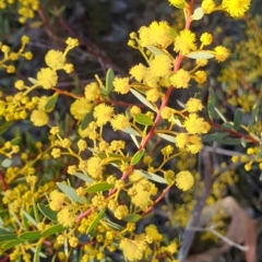 Acacia buxifolia subsp. buxifolia (Box-leaf Wattle) at Holt, ACT - 9 Aug 2021 by drakes