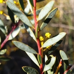 Acacia buxifolia subsp. buxifolia at Holt, ACT - 9 Aug 2021
