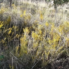 Acacia buxifolia subsp. buxifolia at Holt, ACT - 9 Aug 2021