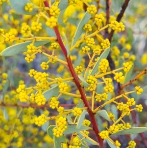 Acacia buxifolia subsp. buxifolia at Denman Prospect, ACT - 14 Aug 2021