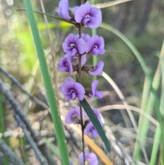 Hovea heterophylla (Common Hovea) at Denman Prospect, ACT - 14 Aug 2021 by AaronClausen