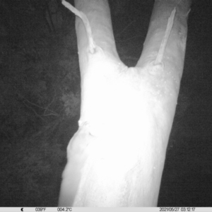 Petaurus norfolcensis at Thurgoona, NSW - 27 May 2021 03:12 AM