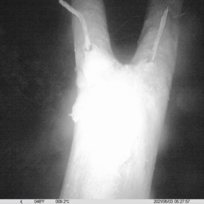 Petaurus norfolcensis (Squirrel Glider) at Thurgoona, NSW - 3 Jun 2021 by ChrisAllen