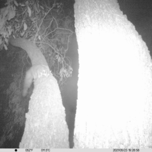 Petaurus norfolcensis at Thurgoona, NSW - 23 May 2021 07:30 PM