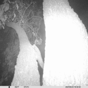 Petaurus norfolcensis at Thurgoona, NSW - 23 May 2021 07:30 PM