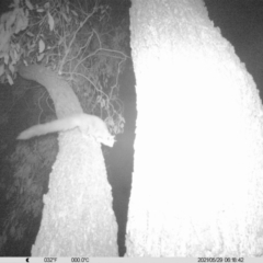 Petaurus norfolcensis (Squirrel Glider) at Monitoring Site 010 - Revegetation - 28 May 2021 by ChrisAllen