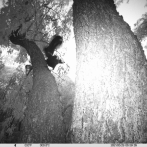 Corcorax melanorhamphos at Thurgoona, NSW - 29 May 2021 06:59 AM