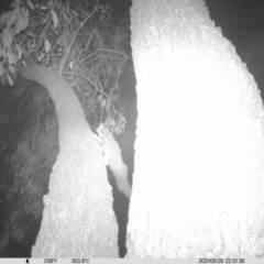 Petaurus norfolcensis (Squirrel Glider) at Monitoring Site 010 - Revegetation - 29 May 2021 by ChrisAllen