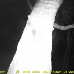 Petaurus norfolcensis (Squirrel Glider) at Monitoring Site 057 - Revegetation - 1 Jun 2021 by ChrisAllen