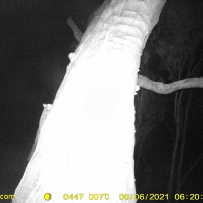 Petaurus norfolcensis (Squirrel Glider) at Monitoring Site 057 - Revegetation - 5 Jun 2021 by ChrisAllen