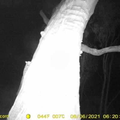 Petaurus norfolcensis (Squirrel Glider) at Table Top, NSW - 6 Jun 2021 by ChrisAllen