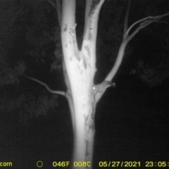 Petaurus norfolcensis (Squirrel Glider) at Monitoring Site 058 - Road - 27 May 2021 by ChrisAllen