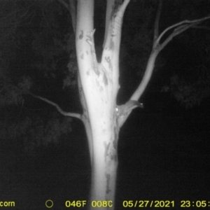 Petaurus norfolcensis at Table Top, NSW - 27 May 2021 11:10 PM