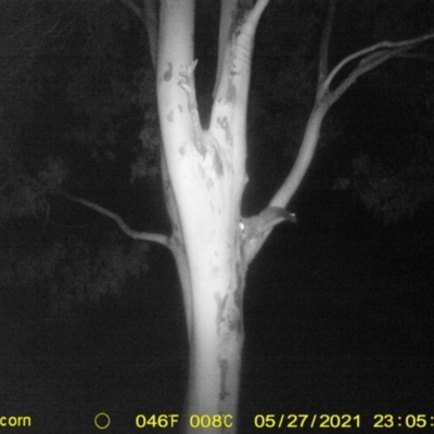 Petaurus norfolcensis (Squirrel Glider) at Albury - 27 May 2021 by ChrisAllen