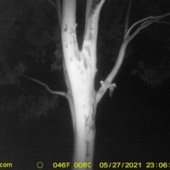 Petaurus norfolcensis at Table Top, NSW - 27 May 2021 11:10 PM