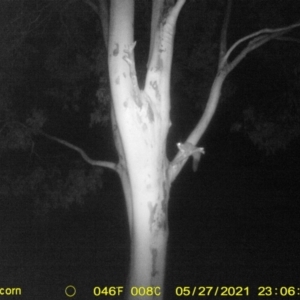 Petaurus norfolcensis at Table Top, NSW - 27 May 2021 11:10 PM