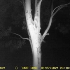 Petaurus norfolcensis at Table Top, NSW - 27 May 2021 11:10 PM