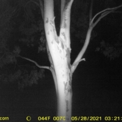 Petaurus norfolcensis (Squirrel Glider) at Table Top, NSW - 28 May 2021 by ChrisAllen