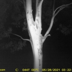 Petaurus norfolcensis at Table Top, NSW - 28 May 2021 03:27 AM