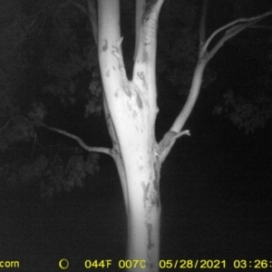 Petaurus norfolcensis at Table Top, NSW - 28 May 2021 03:27 AM