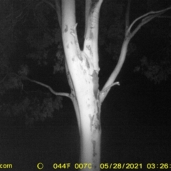 Petaurus norfolcensis at Table Top, NSW - 28 May 2021 03:27 AM