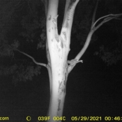 Petaurus norfolcensis (Squirrel Glider) at Table Top, NSW - 29 May 2021 by ChrisAllen