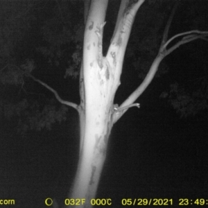 Petaurus norfolcensis at Table Top, NSW - 29 May 2021 11:49 PM
