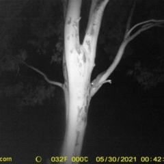 Petaurus norfolcensis at Table Top, NSW - 29 May 2021 11:49 PM