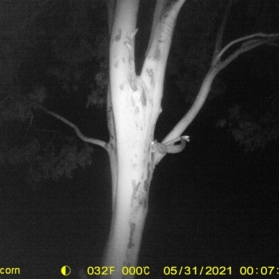 Petaurus norfolcensis (Squirrel Glider) at Table Top, NSW - 31 May 2021 by ChrisAllen