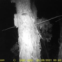 Petaurus norfolcensis at Thurgoona, NSW - 28 May 2021