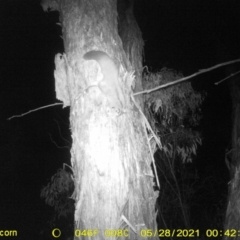 Petaurus norfolcensis at Thurgoona, NSW - 28 May 2021 12:30 AM