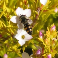 Melangyna viridiceps (Hover fly) at Macarthur, ACT - 14 Aug 2021 by RodDeb